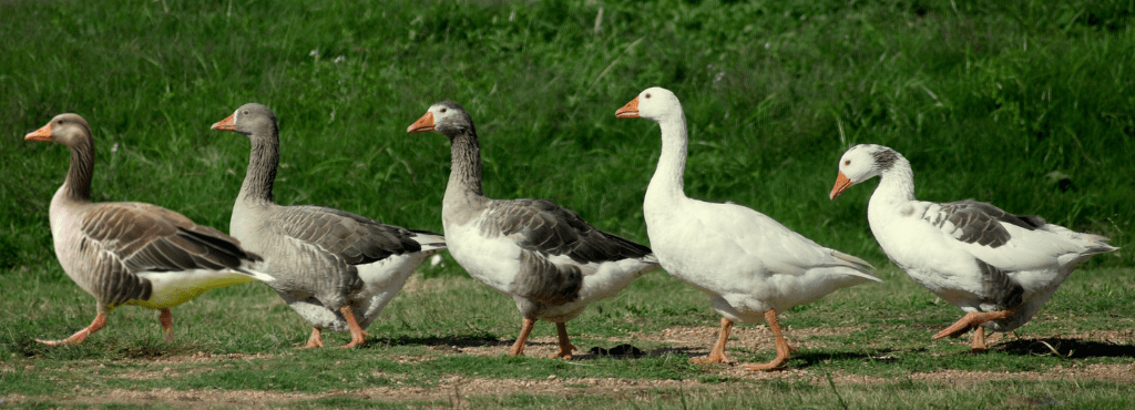 Five Geese Wines: Award-Winning Boutique Winery in McLaren Vale