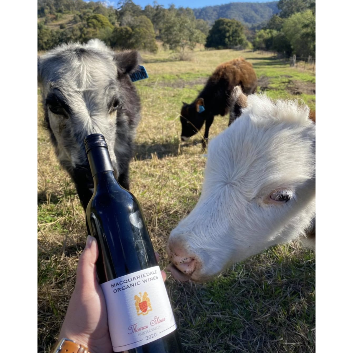 Macquariedale Rich Reds