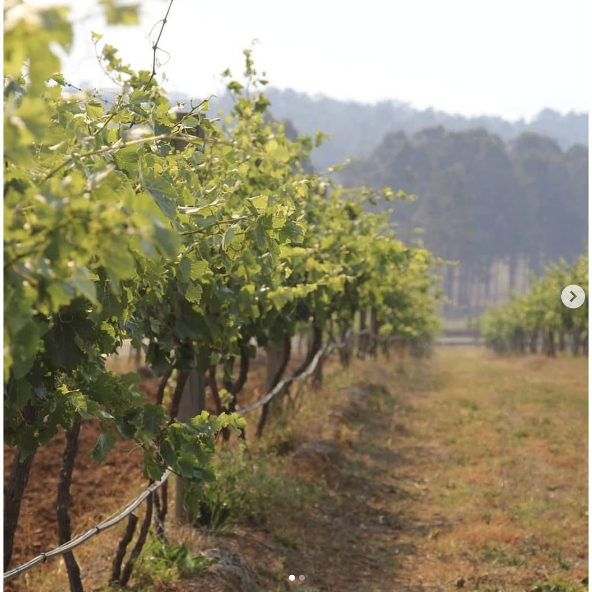 Macquariedale Vegan-Friendly Organic The Winemaker's Pick