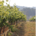 Macquariedale Vegan-Friendly Organic The Winemaker's Pick