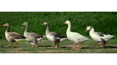 Five Geese Wines: Award-Winning Boutique Winery in McLaren Vale