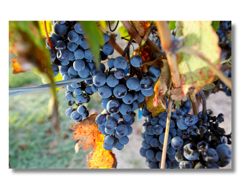 Cabernet Sauvignon Wine Grapes